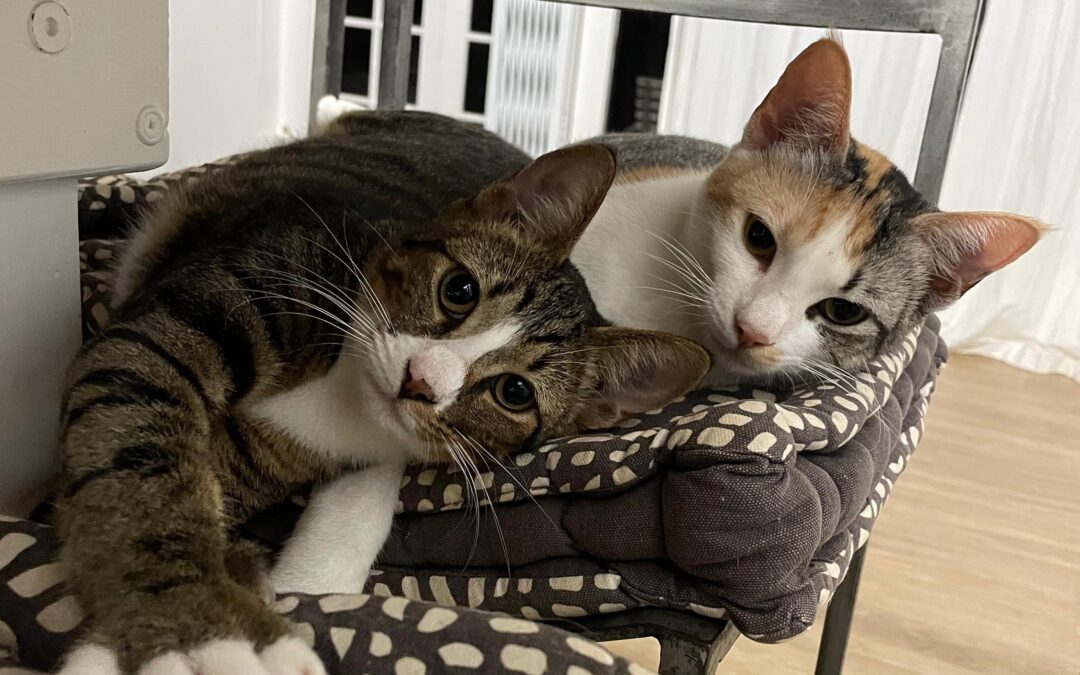 Lilly & Onyx (bonded pair)
