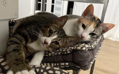 Lilly & Onyx (bonded pair)