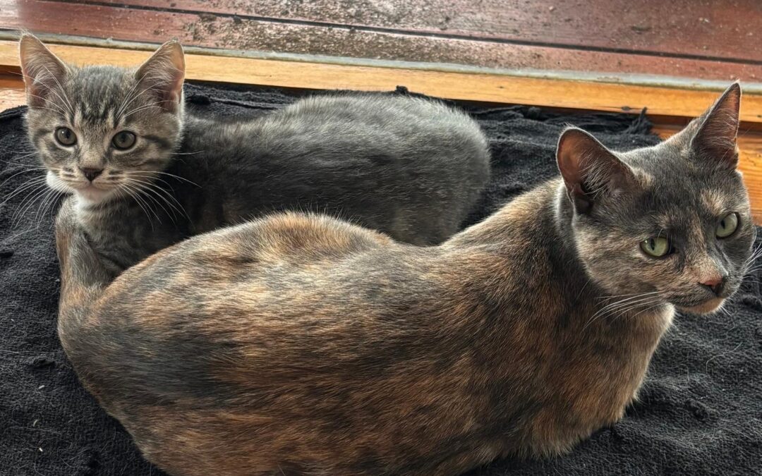 Brunella & Stormy (bonded pair)
