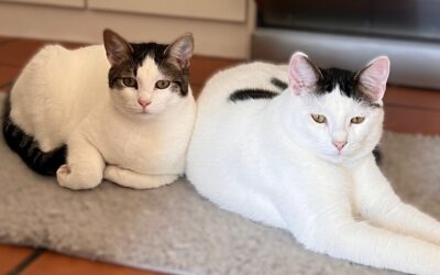 Florence & Loki (bonded pair)