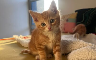 Oliver